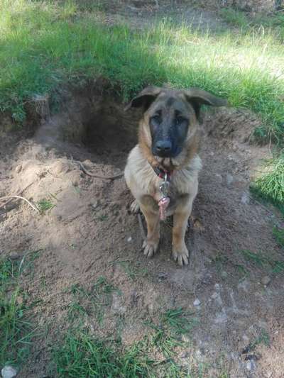 Alles rund um den Schäferhund, diskutieren erwünscht.-Beitrag-Bild