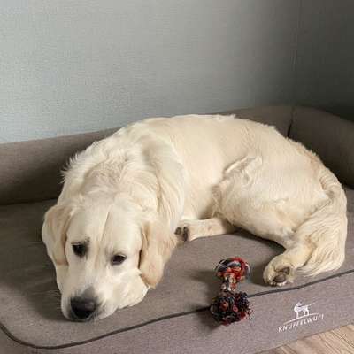 Hundetreffen-Gassi oder Dummytraining-Bild