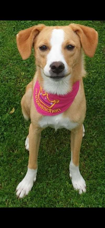 Dogorama Photo Challenge - Hundeblick zum hinschmelzen-Beitrag-Bild