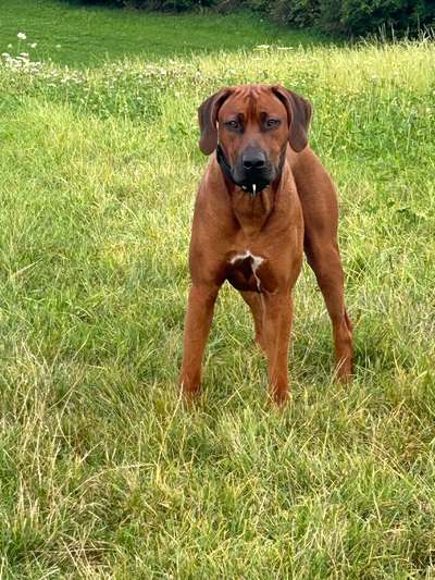 Rhodesian Ridgeback-Beitrag-Bild