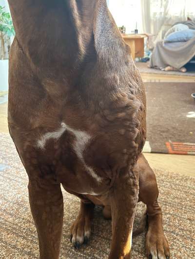 Rhodesian Ridgeback-Beitrag-Bild