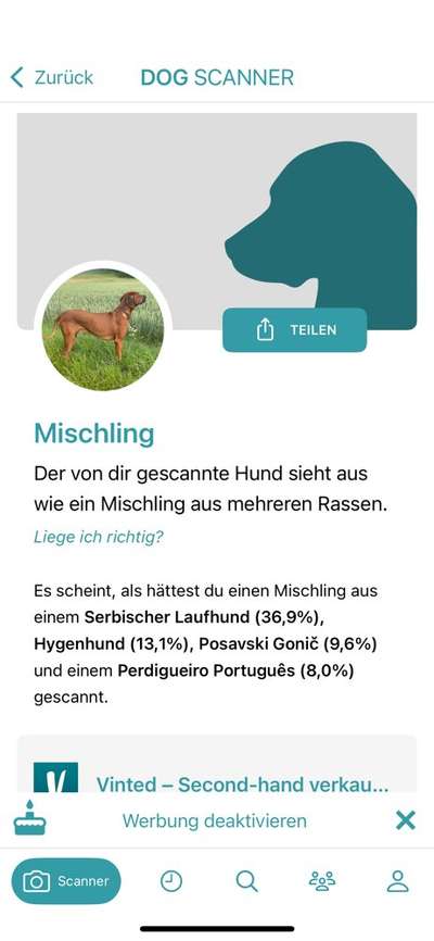 Welche Rasse könnte das sein?-Beitrag-Bild