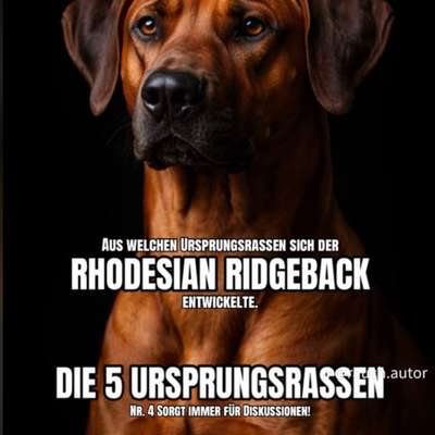 Rhodesian Ridgeback-Beitrag-Bild