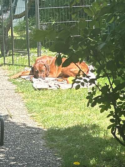 Rhodesian Ridgeback-Beitrag-Bild