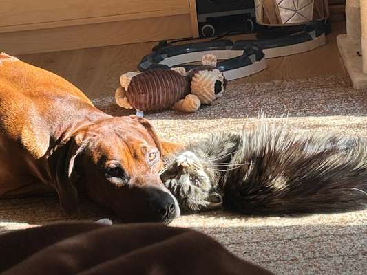 Rhodesian Ridgeback-Beitrag-Bild