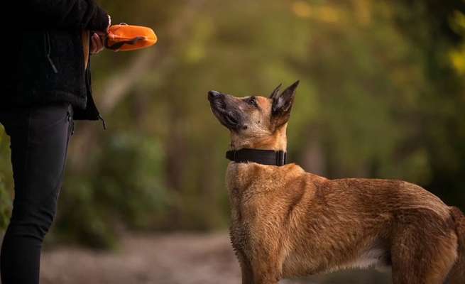 Hundetreffen-Tierphysiotherapie-Bild