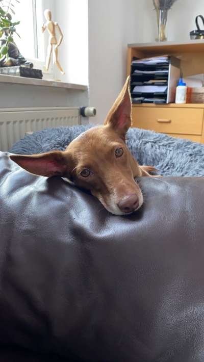 Podencomischling oder Podenco-Beitrag-Bild