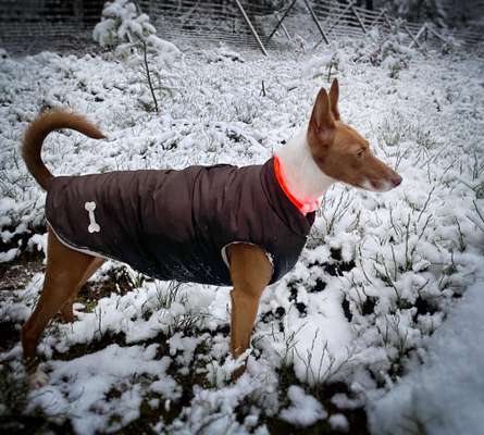 Bellender und Schreiender Podenco-Beitrag-Bild