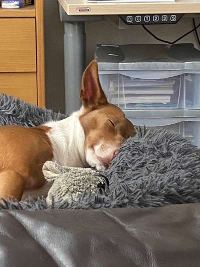 Windhunde - Treffen der besonderen Schönheiten
HERZLICH WILLKOMMEN-Beitrag-Bild