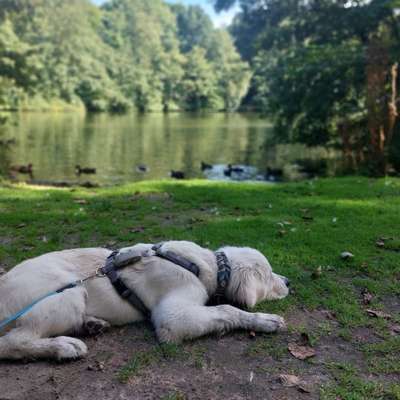 Hundetreffen-Treffen mit Ruheübungen und ohne Kontakt-Bild