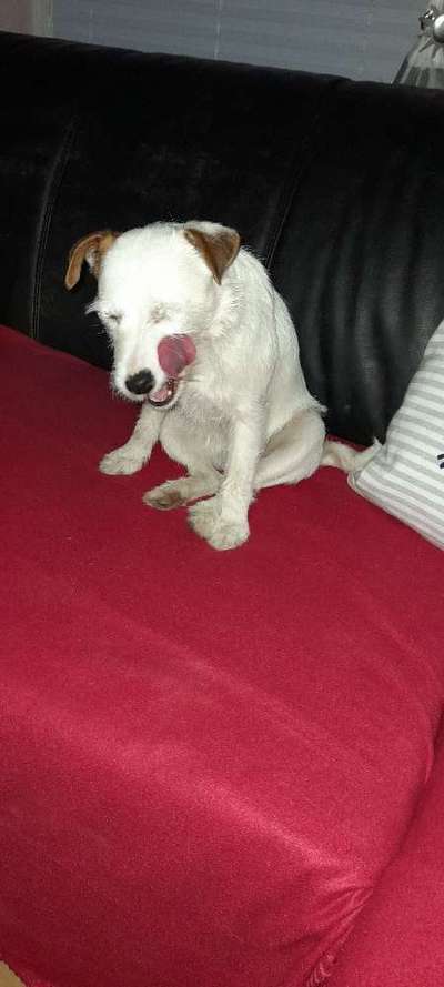 Fotochallenge Nr. 59 - Mein Hund zeigt die Zunge-Beitrag-Bild