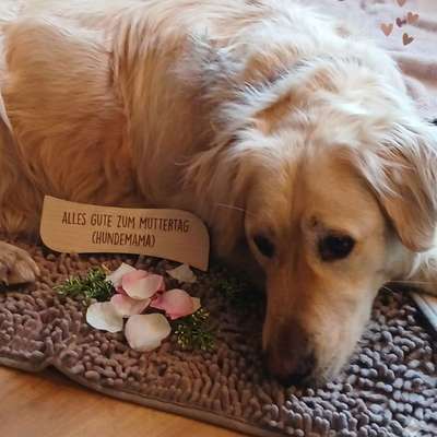 aktuelles Foto Gruppe Golden Retriever