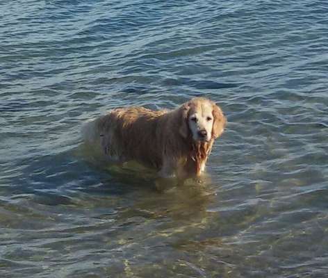 Fotochallenge Nr. 56 - geliebte Senioren-Beitrag-Bild