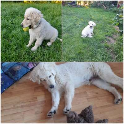 Welpen Bilder !-Beitrag-Bild