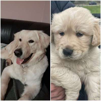 Welpenfotos-Beitrag-Bild