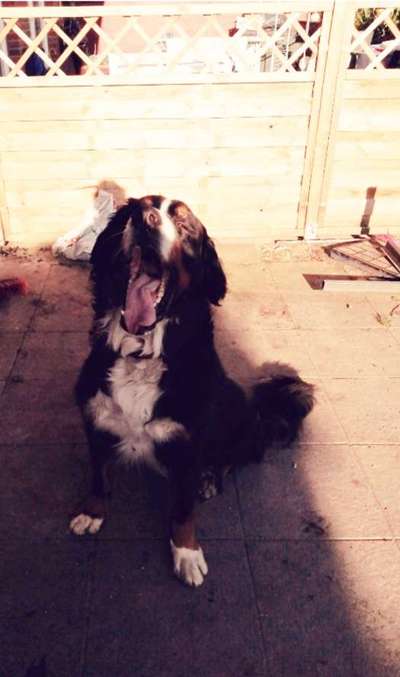 Fotochallenge Nr. 59 - Mein Hund zeigt die Zunge-Beitrag-Bild