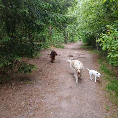 aktuelles Foto Gruppe Golden Retriever