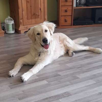 Fotochallenge Nr. 59 - Mein Hund zeigt die Zunge-Beitrag-Bild