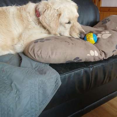 aktuelles Foto Gruppe Golden Retriever