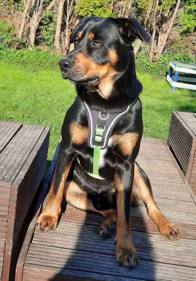 Appenzeller Sennenhunde-Beitrag-Bild