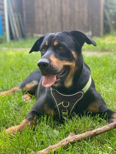 Appenzeller Sennenhunde-Beitrag-Bild