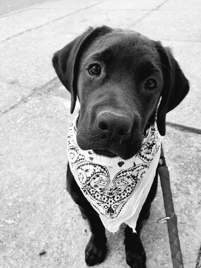 Welpen Bilder !-Beitrag-Bild