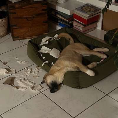 Hundetreffen-Hundefreunde, Gassikumpels, Spielgruppe gesucht-Bild