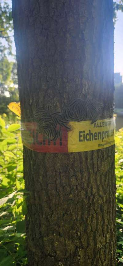 Giftköder-Eichenprozessionsspinner-Bild