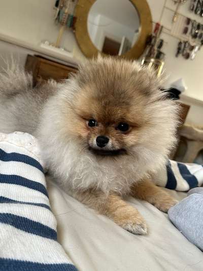 Mein Pomeranian ist komplett Lockig-Beitrag-Bild