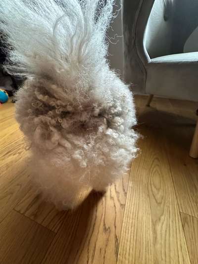 Mein Pomeranian ist komplett Lockig-Beitrag-Bild