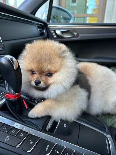 Mein Pomeranian ist komplett Lockig-Beitrag-Bild