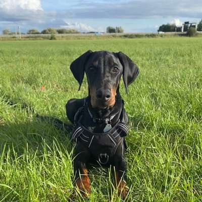 Hundetreffen-Socialwalks und Spiel-Dates gesucht 🐾🌸-Bild