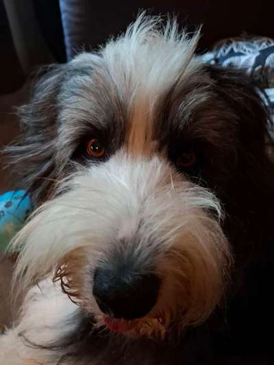 🧨 „Hundetrainer? Brauch ich nicht!“ – Hä?! Oder DOCH?! 🐾-Beitrag-Bild