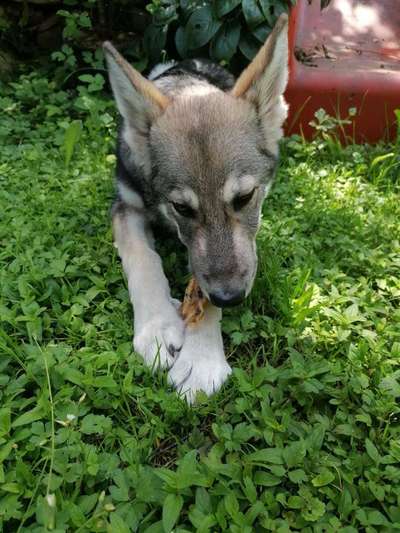 Hundetreffen-Kleiner Wolfshund (15 Wochen) sucht Hundebekanntschaften-Bild