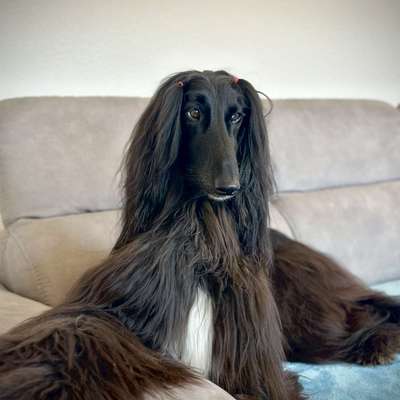 Hundetreffen-Spielrunde-Bild