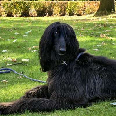 Hundetreffen-Entspanntes Hundetreffen.-Bild