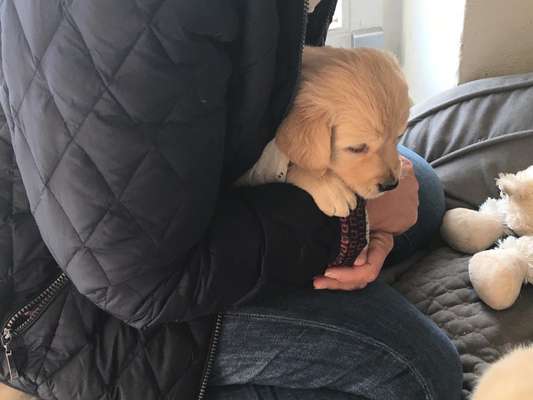 Das erste Bild eures Hundes-Beitrag-Bild