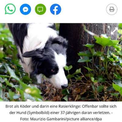 Giftköder-Brotstück mit Rasierklinge-Bild