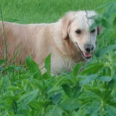 Hundetreffen-Toben und Spielen-Profilbild