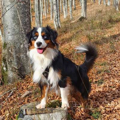 Hundetreffen-Trainingstreffen Böblingen-Bild