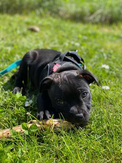 Hundetreffen-Welpentreffen-Bild