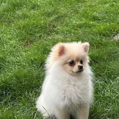 Hundetreffen-Kleine Luna sucht Spielkameraden-Bild