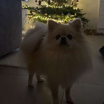 Hundetreffen-Kleine Luna sucht Spielkameraden-Bild