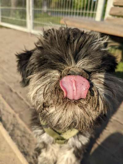 Tongue Out Tuesday-Beitrag-Bild