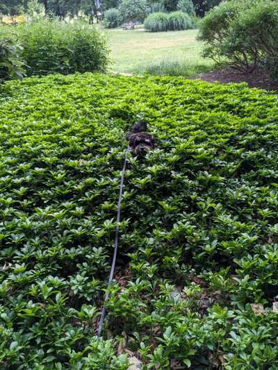 143. Fotochallenge: Ja, wo isser denn?-Beitrag-Bild