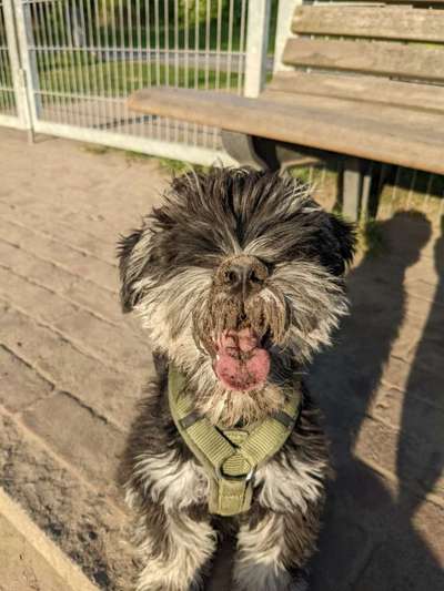 dirty Dog-Beitrag-Bild