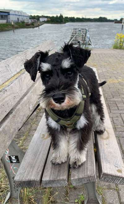 Zwergschnauzer gesucht-Beitrag-Bild