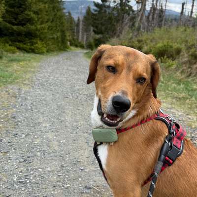 Hundetreffen-Spielen, Spazieren und Trainieren-Bild
