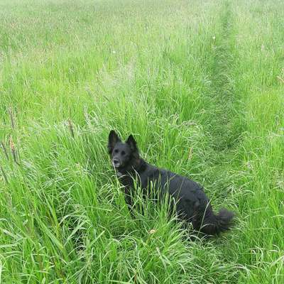 Hundetreffen-Entspanntes Gassi in der Natur-Bild