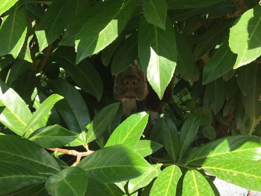 Dogorama Photo Challenge - Tarnung ist alles-Beitrag-Bild